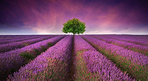 Blog. lavender